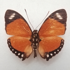 Euphaedra ruspina