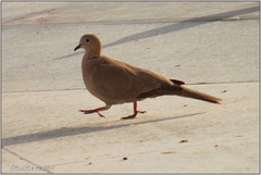 Streptopelia decaocto