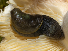 Prophysaon foliolatum