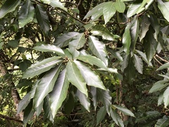 Lindera megaphylla