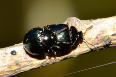 Plagiodera versicolora