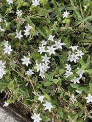 Richardia grandiflora