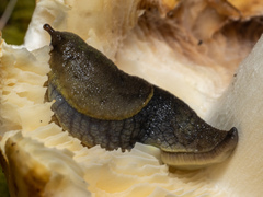 Prophysaon foliolatum