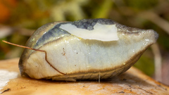Prophysaon foliolatum
