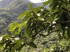 Lindera megaphylla