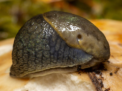Prophysaon foliolatum