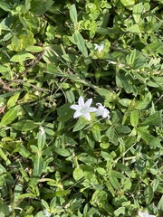 Richardia grandiflora