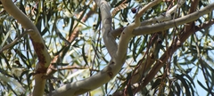Eucalyptus globulus