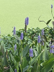 Pontederia cordata