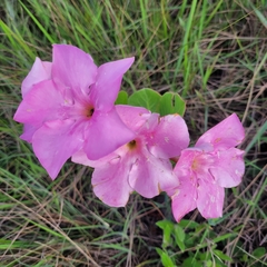Mandevilla