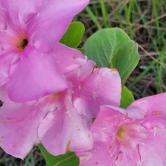 Mandevilla