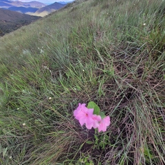 Mandevilla