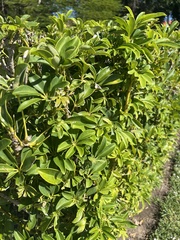 Heptapleurum arboricola