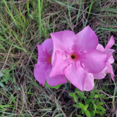 Mandevilla