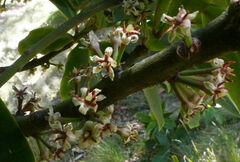 Rapanea melanophloeos