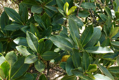Rapanea melanophloeos