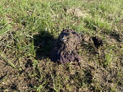 Calvatia cyathiformis