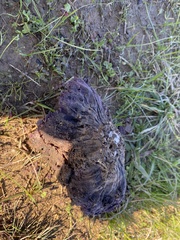 Calvatia cyathiformis