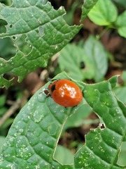 Aegithus cardinalis