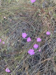 Agalinis filifolia