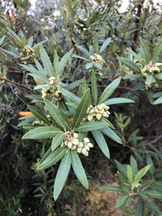 Searsia angustifolia