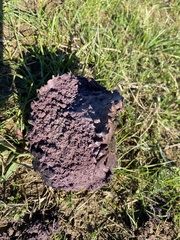 Calvatia cyathiformis