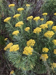 Athanasiinae