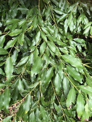 Cinnamomum insularimontanum