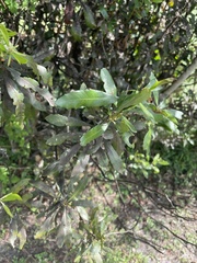 Morella cerifera