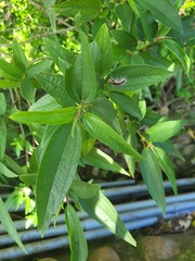 Boehmeria densiflora