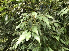 Cinnamomum insularimontanum