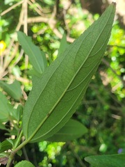 Boehmeria densiflora