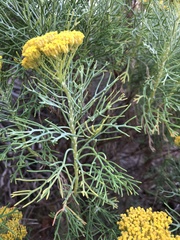 Athanasiinae