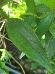 Boehmeria densiflora