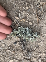 Astragalus calycosus
