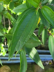 Boehmeria densiflora