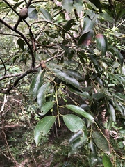 Cinnamomum insularimontanum