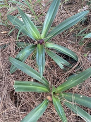 Tradescantia spathacea