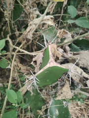 Acanthocereus tetragonus