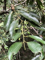 Cinnamomum insularimontanum