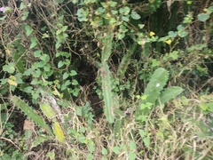 Acanthocereus tetragonus