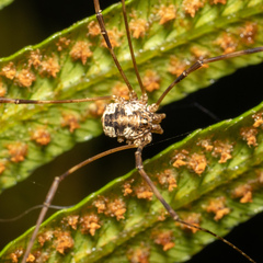 Phalangiinae