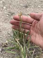 Petradoria pumila