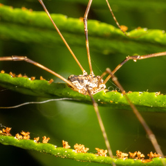 Phalangiinae