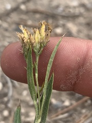 Petradoria pumila