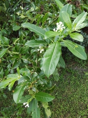 Cestrum diurnum