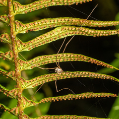 Phalangiinae