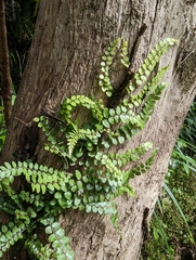 Blechnum filiforme
