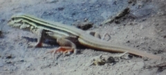 Aspidoscelis costatus