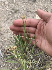 Petradoria pumila